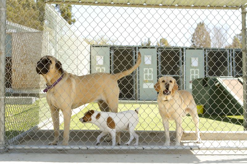Pet Boarding - Pet Boarding Duluth, Minnesota